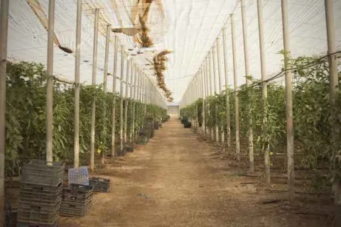 Agricultura Roquetas